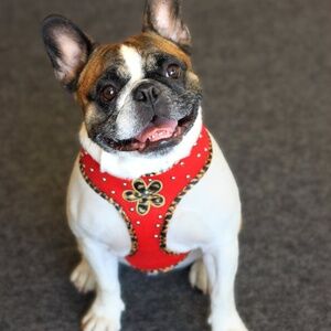 Custom Pet Harness NWT